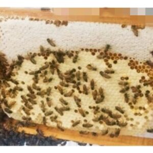 Apis Cerana Indica Honey Bee Colony